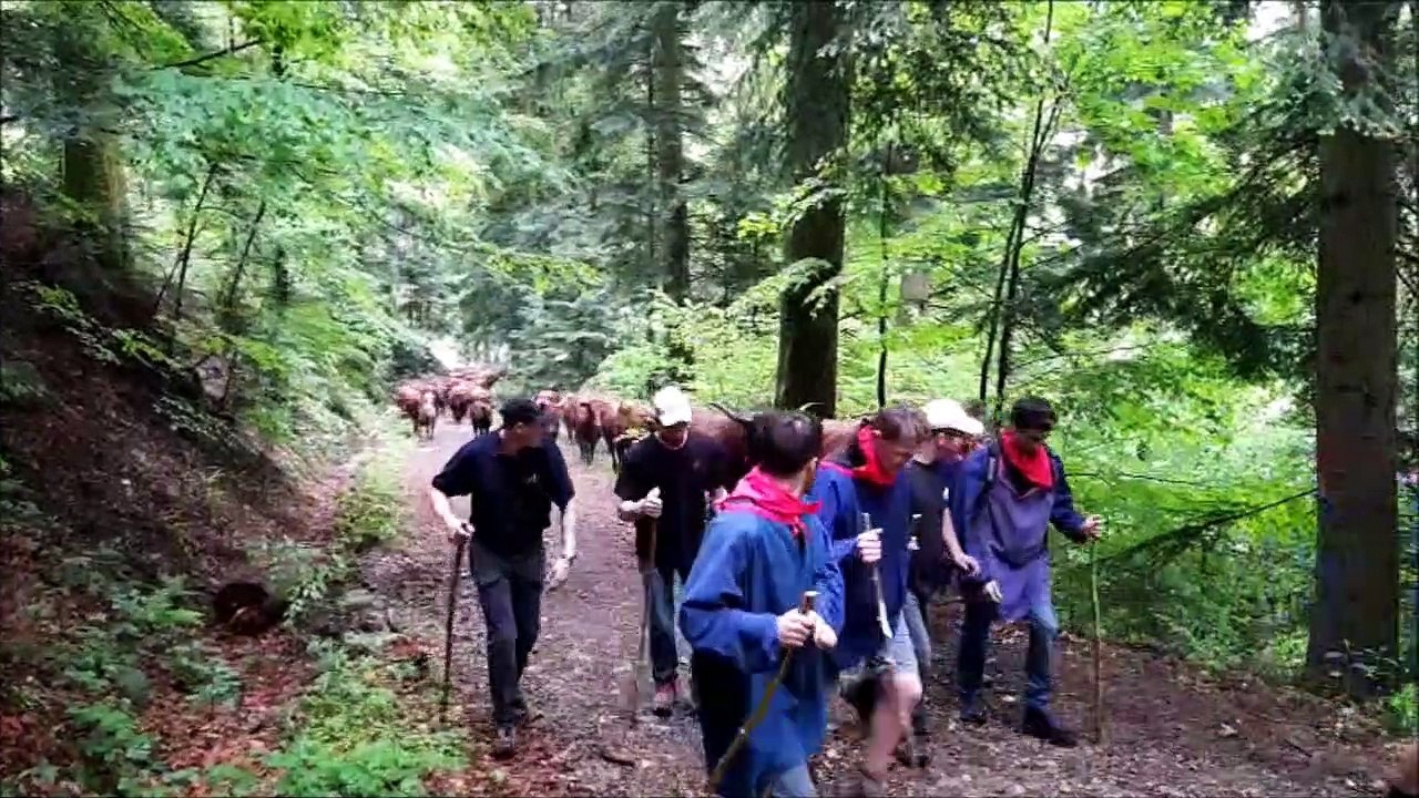 Ballon d'Alsace : la transhumance des vaches, en compagnie d'un millier de marcheurs