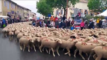 Jonquières : 2000 moutons pour lancer la Journée provençale
