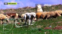 Anadolu'nun En Güçlü 5 Köpek Irkı