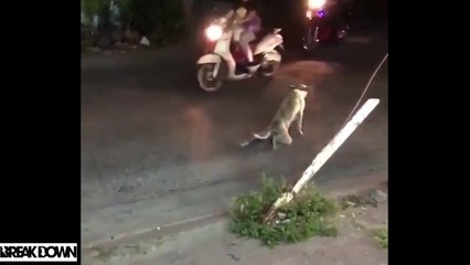 IF YOU LAUGH, YOU LOSE Funniest Animal Compilation 2017 _ Funny Pet Videos .