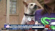 Move over cat, adoptable dogs to hit the runway