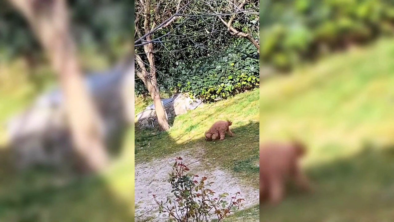 Caner Çalışır İstanbul'da Sahneyi Salladı ve Çok Eğlendi! | Caner Çalışır'ın İnstagram Hikayesi #Enmedya