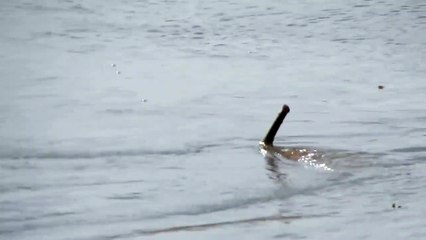 Download Video: Mais quel est cet animal filmé dans une rivière du brésil... Monstre marin?