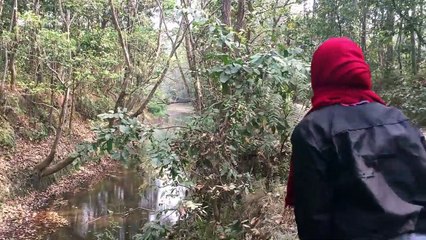 Des touristes aperçoivent un tigre en chasse dans le Royal Chitwan National Park au Nepal