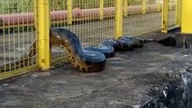 Un anaconda immense filmé par des ouvriers brésiliens