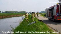 Brandweer redt ree uit de Dedemsvaart bij Hasselt