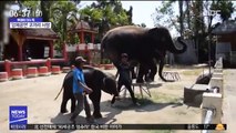 [이슈톡] 코끼리 '덤보'의 비극