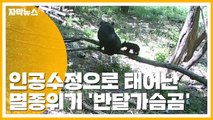 [자막뉴스] 인공수정으로 태어난 멸종위기 '반달가슴곰' / YTN