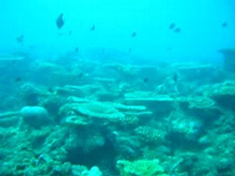 Plongée dans le lagon de Mayotte(11/2007)