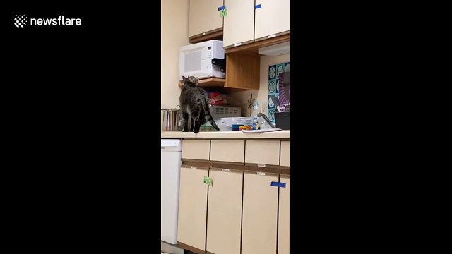 Curiosity feeds the cat! Feline breaks into food cupboard to steal its dinner