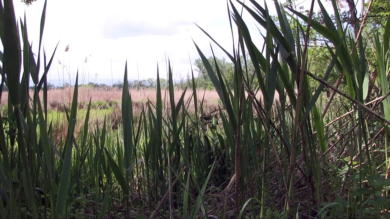 La pisciculture se développe dans le Forez
