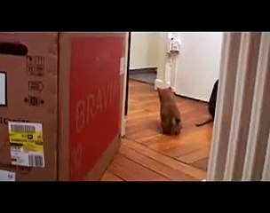 COMO CÃES E GATOS