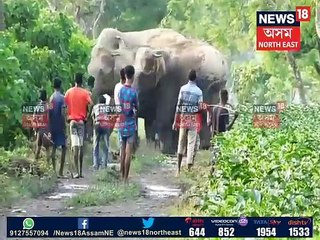 নুমলীগড়ত হাতী-মানুহৰ সংঘাত