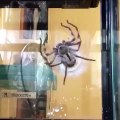 Cette araignée tisse son sac d'oeuf - Time lapse impressionnant