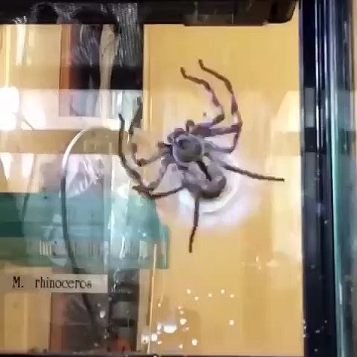 Cette araignée tisse son sac d'oeuf - Time lapse impressionnant