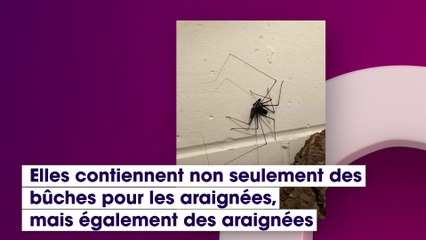 Arachnophobes s’abstenir : ces toilettes très spéciales font froid dans le dos !