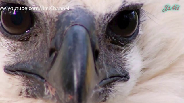 Đại Bàng Harpy & Hành Trình Trở Thành Chim Săn Mồi Dũng Mãnh Của Bầu Trời