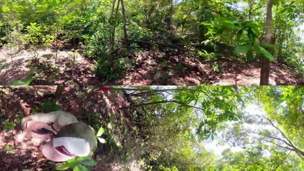 ¡Adéntrate en la selva de Playa Uva! - VÍDEO 360º | Supervivientes