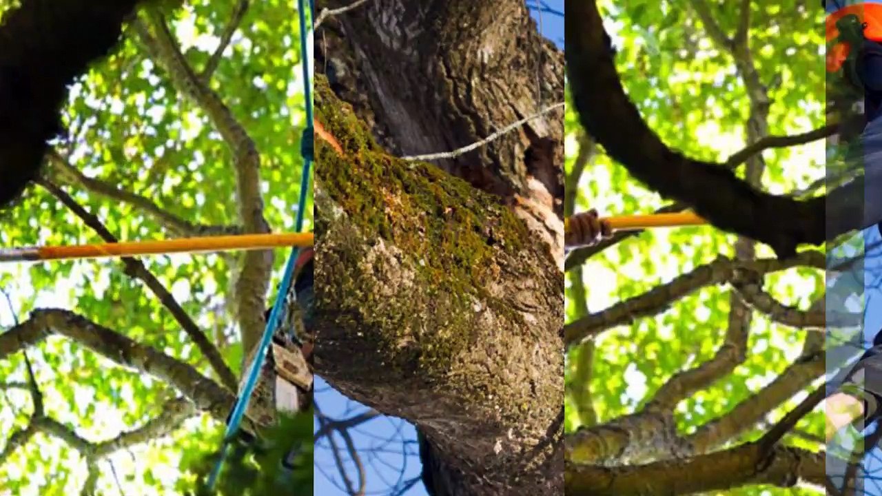 Tree_removal