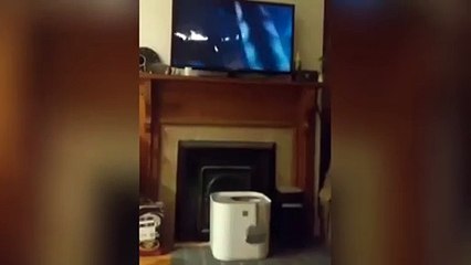 El gato con más acción del mundo no puede dejar de ver esta escena