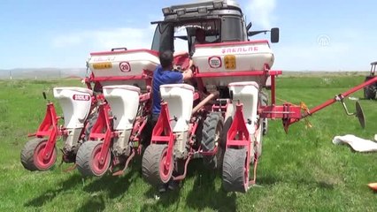 Muş'ta Etkili Olan Yağışlar, Çiftçiyi Olumsuz Etkiledi