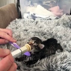 Ce chaton reçoit un traitement vraiment spécial et il adore ça. Regardez sa réaction !