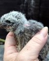 Admirez ce bébé hibou qui vient tout juste de sortir de son œuf !