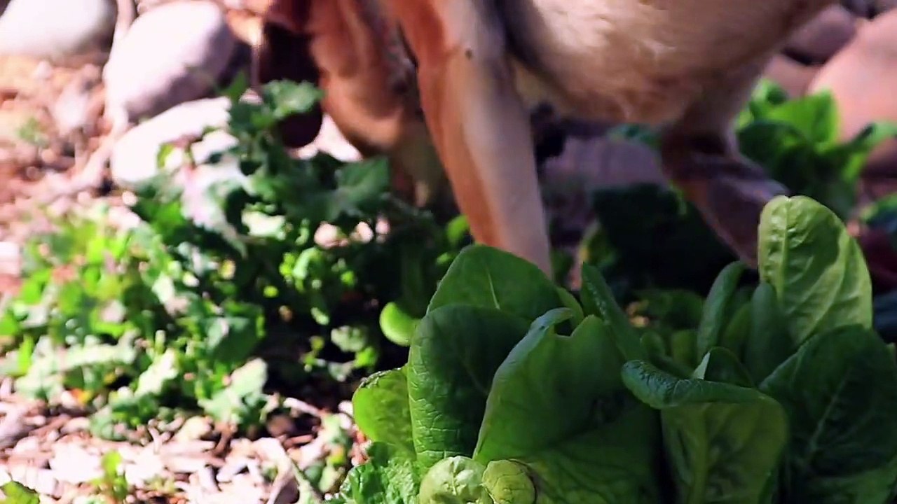 LIVING IN AN OFF GRID TINY HOUSE