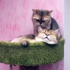 Ce chat est vraiment galant, il masse sa femelle !