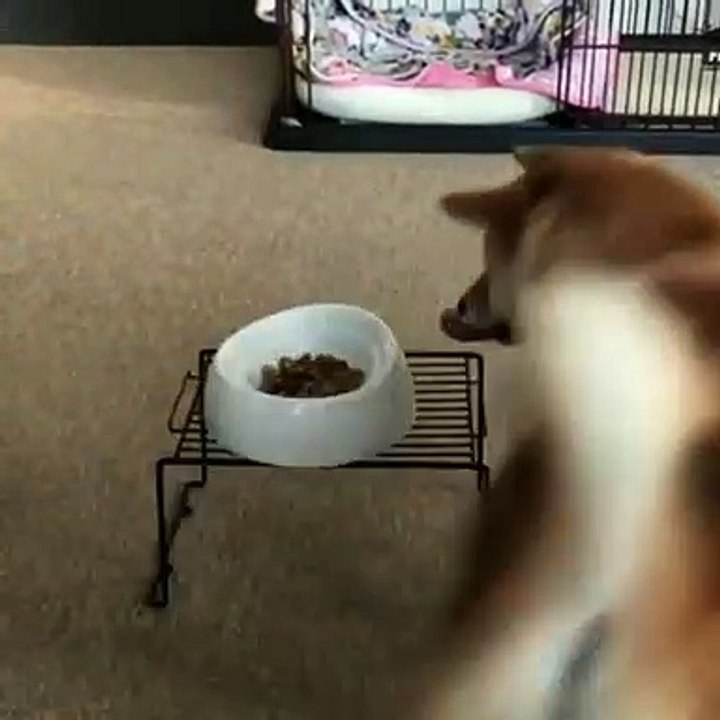 Ce chien est tellement excité de voir son repas qu'il se met à danser. Trop marrant !
