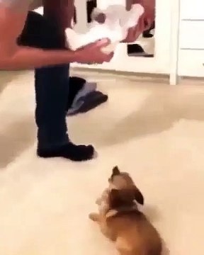 Quand le chien rencontre le bébé de ses maîtres pour la première fois. Trop chou !