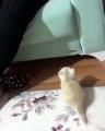 Regardez ce qui arrive quand un mignon chaton tente de un saut !