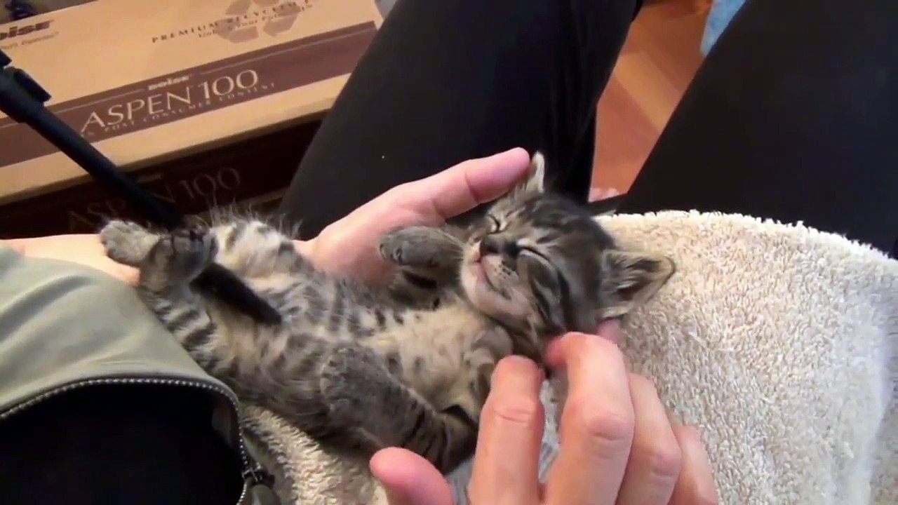 Funny cats compilation 2019