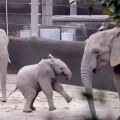 Ces bébés éléphants et leur maman sont très complice. Trop beau !
