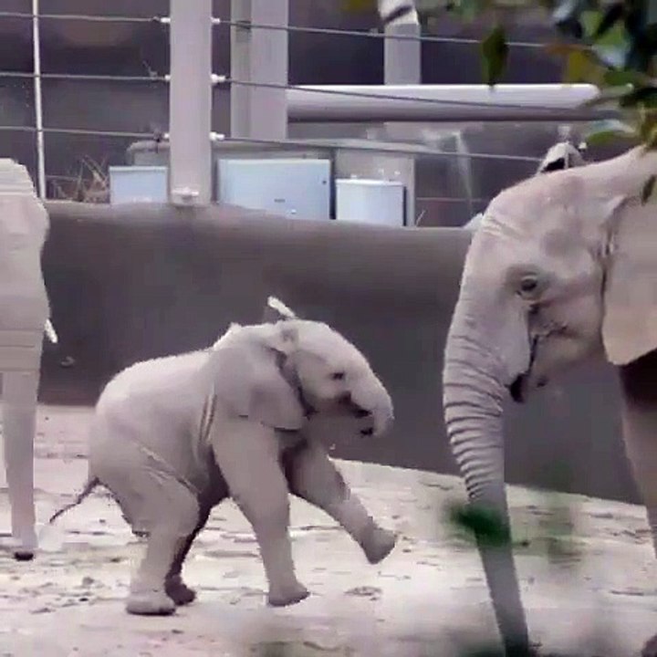 Ces bébés éléphants et leur maman sont très complice. Trop beau !