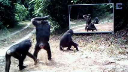 Are Dolphins People in the Ocean?