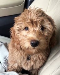 Ce chiot va illuminer votre journée. Adorable !