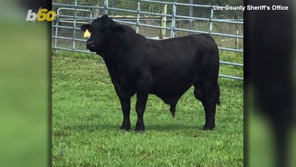 No, Not An Alligator On This Florida Golf Course, But A Bull!