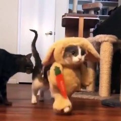 Le déguisement de ce chat est trop drôle. Regardez !