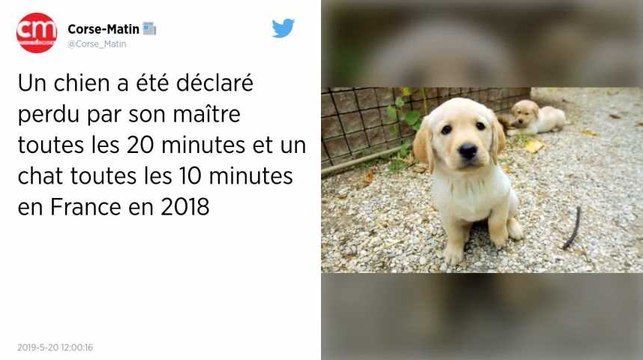 Un chien déclaré perdu toutes les 20 minutes, un chat toutes les 10 minutes