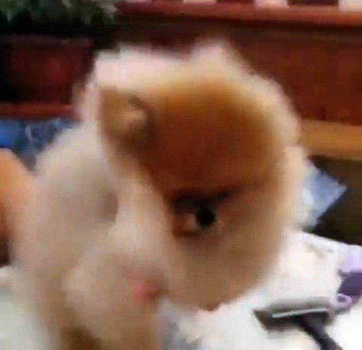 Cet adorable boule de poil apprécie beaucoup qu'on lui sèche ses poils. Trop chou !