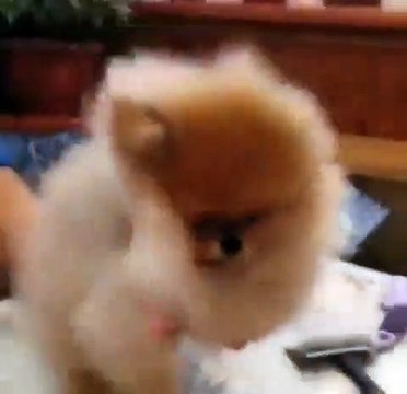 Cet adorable boule de poil apprécie beaucoup qu'on lui sèche ses poils. Trop chou !