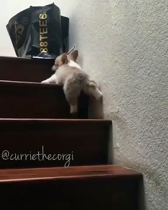 Quand un chiot se retrouve coincé en haut des escaliers. Trop drôle !