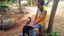 perro salva bebé_14671es