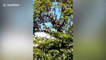 Local baffled as dozens of bats swarm tree in Philippines town