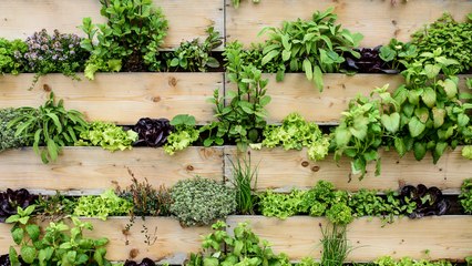 These are the Easiest Herbs to Grow