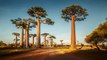 Essential Travel Itinerary: Madagascar