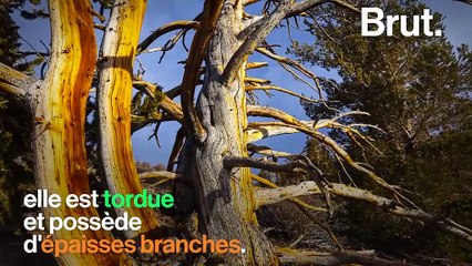 Le plus vieil arbre au monde a 4800 ans