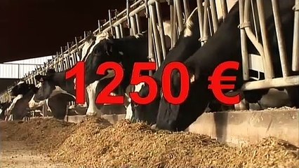 Insolite : Une vache dans son jardin, c'est rentable !