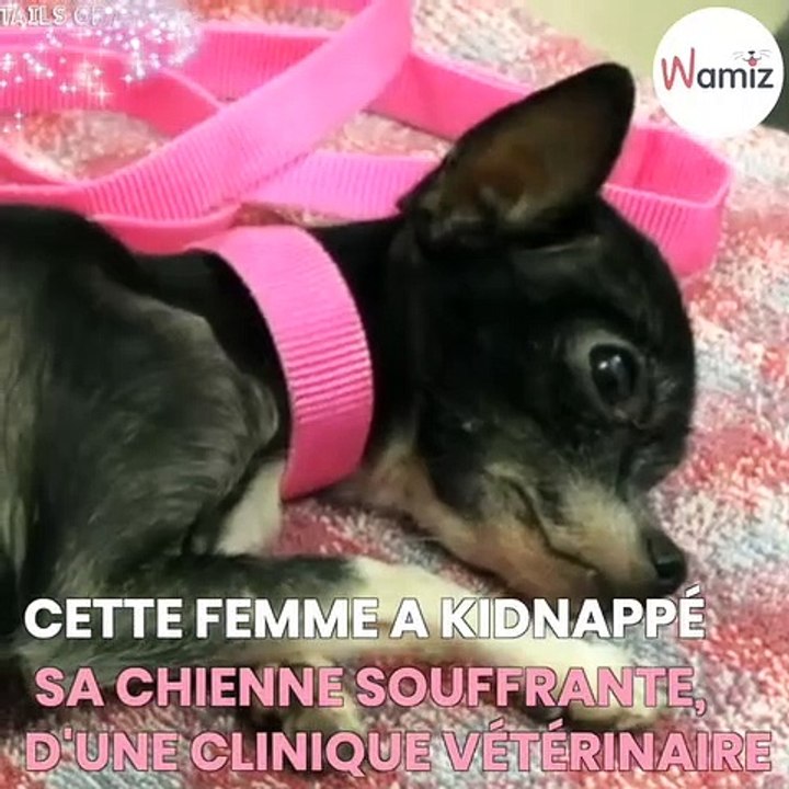 Elle kidnappe sa chienne de la clinique vétérinaire alors qu'elle souffrait d'une terrible maladie
